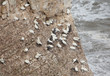 Gannets