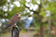 Falcon