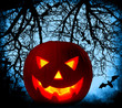 Halloween pumpkin background