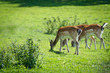 Baby deer eating grass on the meadow Baby deer eating grass on the meadow