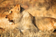 Amazing Lion in wildlife - Zimbabwe, Africa