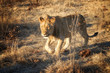 Amazing Lion in wildlife - Zimbabwe, Africa