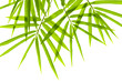 Bamboo leaves Bamboo leaves