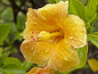Hibiscus Amarillo