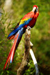 flambloyant flambloyant