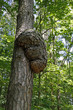 Riesige Maserknolle an einem Baum Riesige Maserknolle an einem Baum