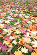 autumn lawn autumn lawn