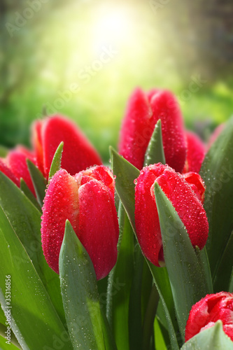 Photo: flowers flowers