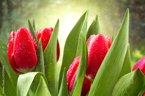 Photo: tulips tulips