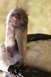 Marabu