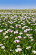 Field of white poppy
