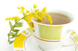 Foto: Kanadische Goldrute (Solidago canadensis) Kanadische Goldrute (Solidago canadensis)
