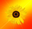 sunflower abstract