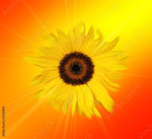 Foto: sunflower abstract sunflower abstract