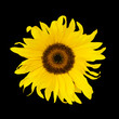sunflower on black