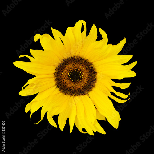Photo: sunflower on black sunflower on black