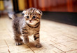 Striped Scottish fold kitten in the game Striped Scottish fold kitten in the game