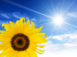 Photo: sunflower sunshine sunflower sunshine