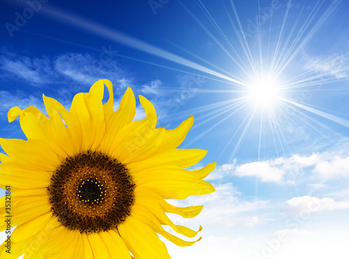Photo: sunflower sunshine sunflower sunshine