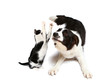 Hund und Katz 5/2011