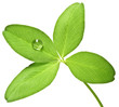 green clover with drop