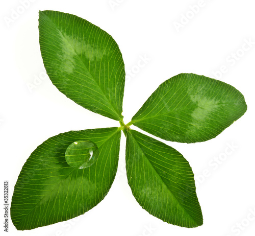 Photo: four leaf clover with dew drop four leaf clover with dew drop