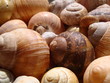 Foto: Schneckenhaus Schneckenhaus