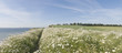 Marguerite at the Coast