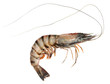 Tiger shrimp isolated on white background