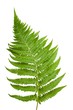 Fern