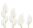 Spathiphyllum flowers