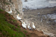 Gannets in a Group