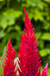 Photo: Bright red cockscomb flowers Bright red cockscomb flowers