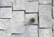 Pine cone on a wooden sidewalk