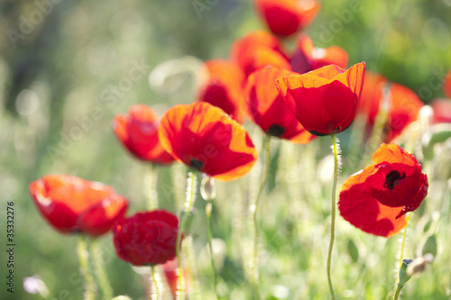 Photo: poppies poppies