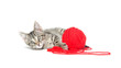 Cute tabby kitten playing with yarn