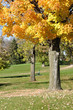 Colorful Yellow Leaves on Maple Tree