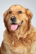 Golden retriever. Portrait on grey background Golden retriever. Portrait on grey background