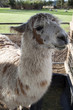 Llama Closeup