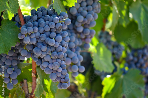 Photo: Red Grapes on the Vine Red Grapes on the Vine