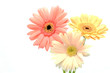 gerbera