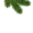 Tannenzweige