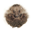Hedgehog