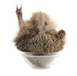 Hedgehog