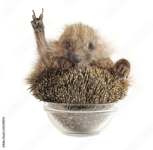 Photo: Hedgehog Hedgehog