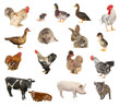 pets