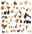 animals