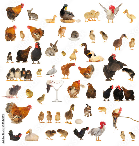 Foto: animals animals