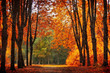 Autumn park in oil painting style