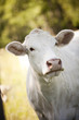 White cow White cow